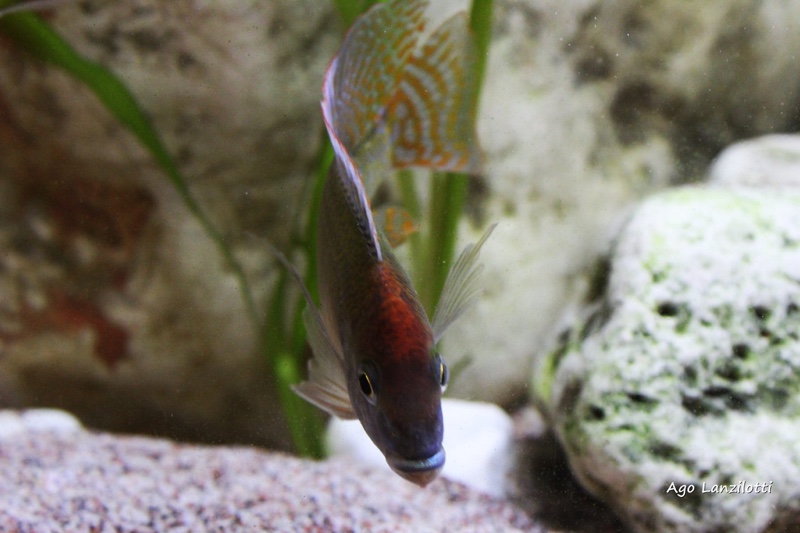 Lethrinops sp. 'red cap' Itungi